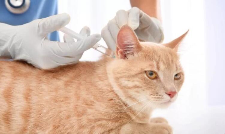 猫打完疫苗吃东西怎么办