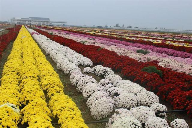 菊花栽培方式