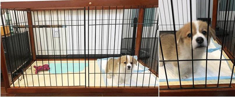 狗狗大小便训练 围栏