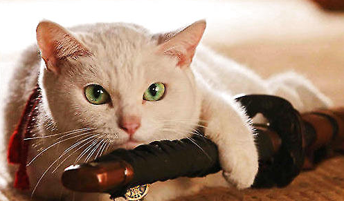 猫要训些什么东西