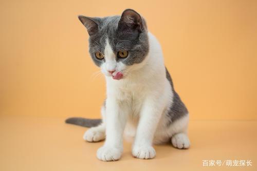猫最怕的东西怎么办