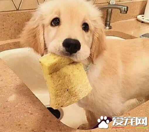 三个月狗狗肠胃不好不吃东西怎么办