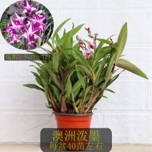 栽培澳洲石斛的花盆