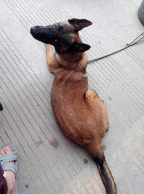 训练马犬狗的方法视频