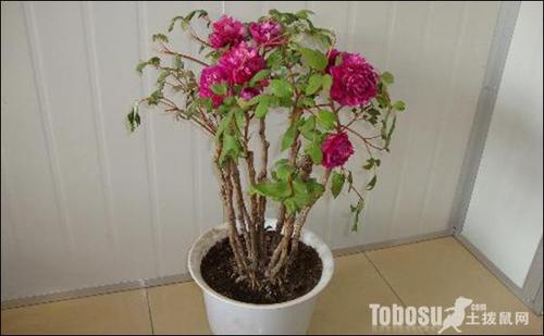 牡丹花养殖栽培方法