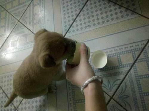 小奶狗需要喂什么东西怎么办