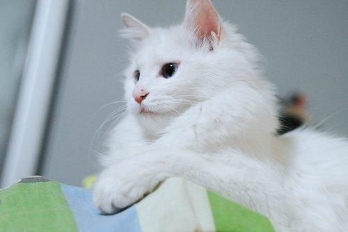 怎么训练让猫不叫