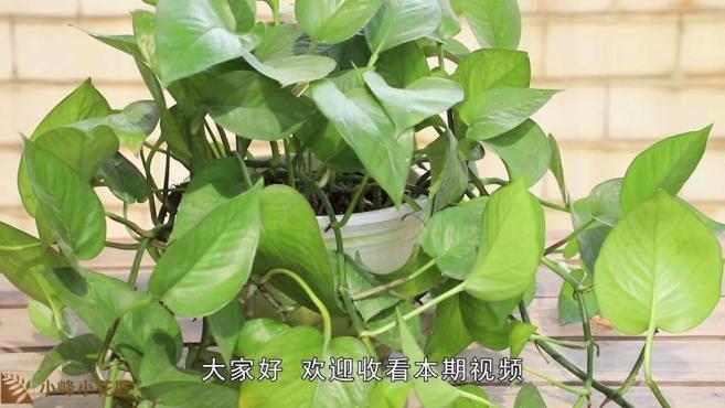 绿萝移栽后的注意事项