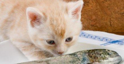 猫为啥突然不吃东西是什么原因