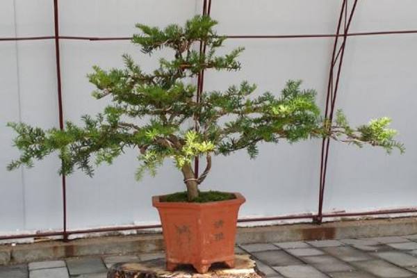 红豆杉种植注意事项