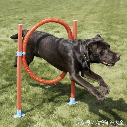 训练狗跳过脚