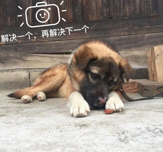 土狗倒地无力不吃东西