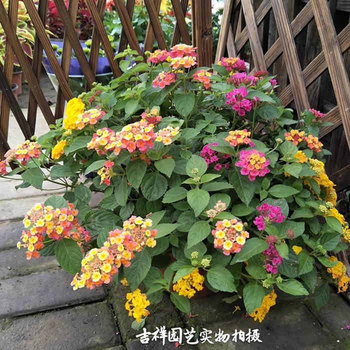 五彩梅盆栽养殖方法