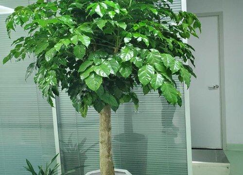 室内怎样栽培富贵树