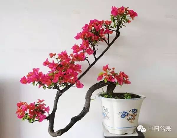 三角梅剪枝栽培
