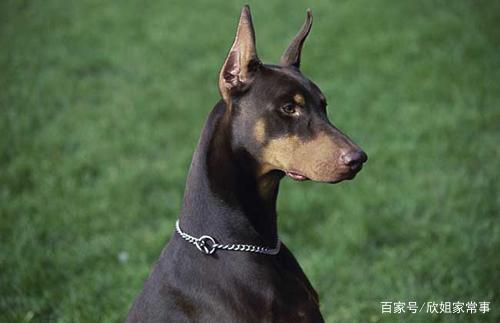 怎么训练杜宾犬凶