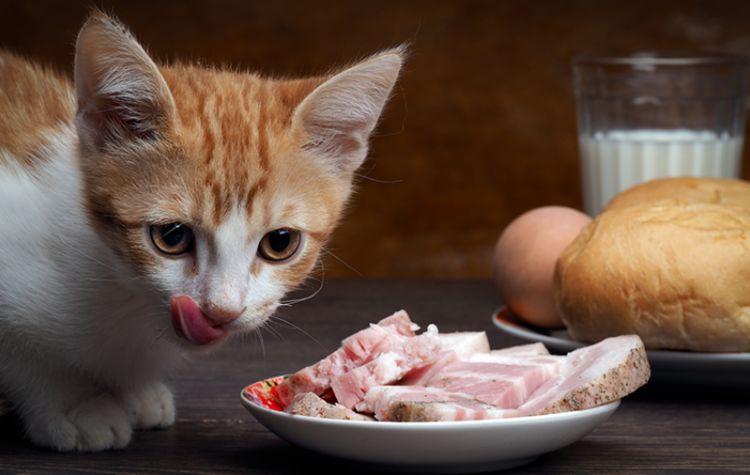 猫咪吃东西少什么原因
