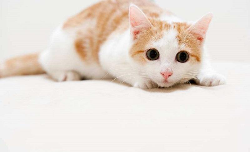 刚刚买的猫要注意什么东西