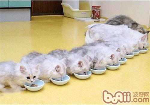 猫生育需要准备什么东西
