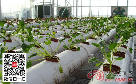 花卉无土栽培有何优点