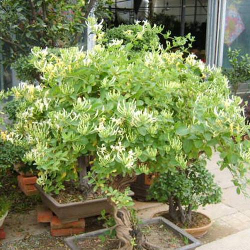 金银花盆景栽培