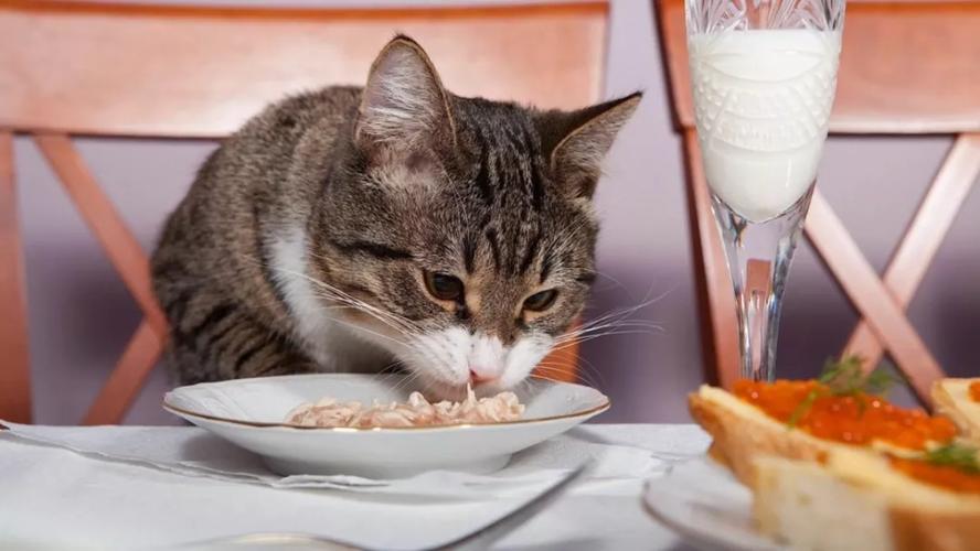 猫反胃不吃东西