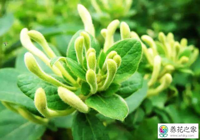 金银花的养殖方法