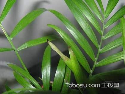 袖珍树的养殖方法