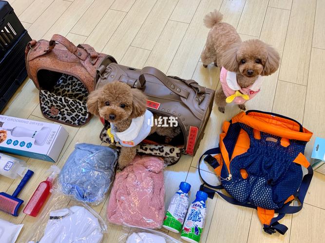 带狗狗旅游需要带什么东西