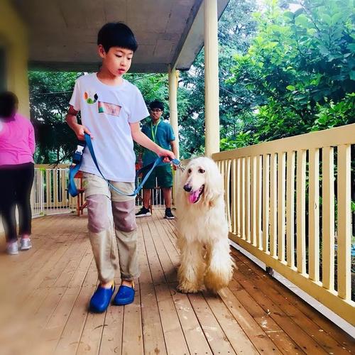 犬训练营