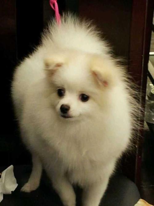 博美为什么一直咬东西怎么办