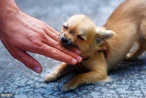 如何让幼犬不咬东西