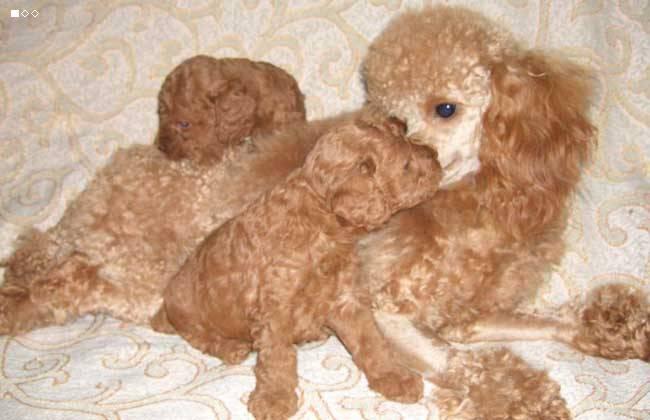 贵宾犬10天不吃东西了