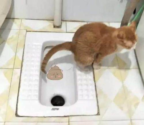 怎么自制猫拉屎东西