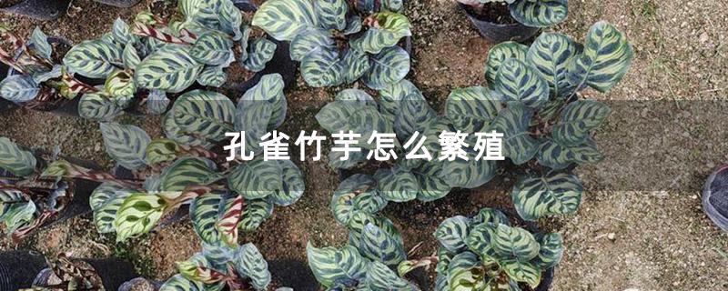 孔雀竹怎么栽培