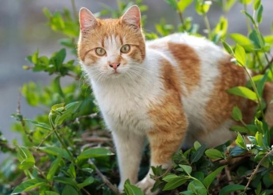 捡猫回家需要注意什么东西