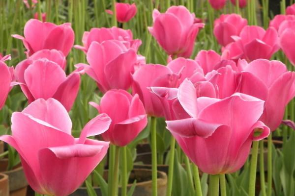 郁金香花如何栽培