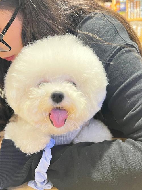 怎么训练比熊笑