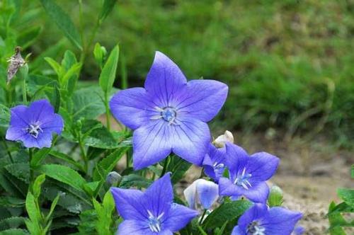 桔梗花栽培