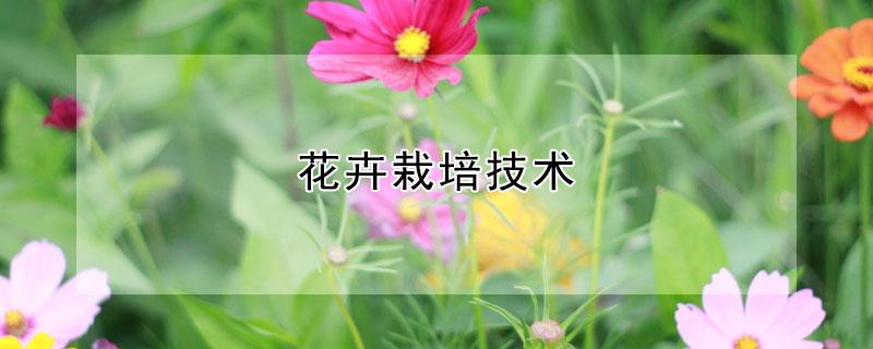 花卉栽培中如何进行控制促进开花