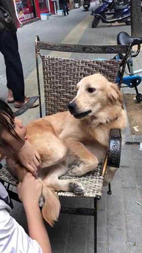 金毛护东西咬人怎么办