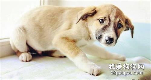 小狗发抖 不吃东西怎么办