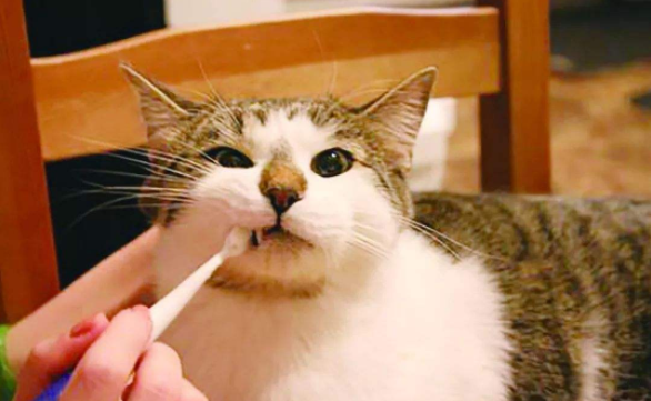 小猫口臭不吃东西
