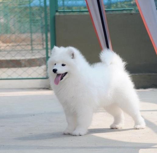 训练萨摩耶幼犬