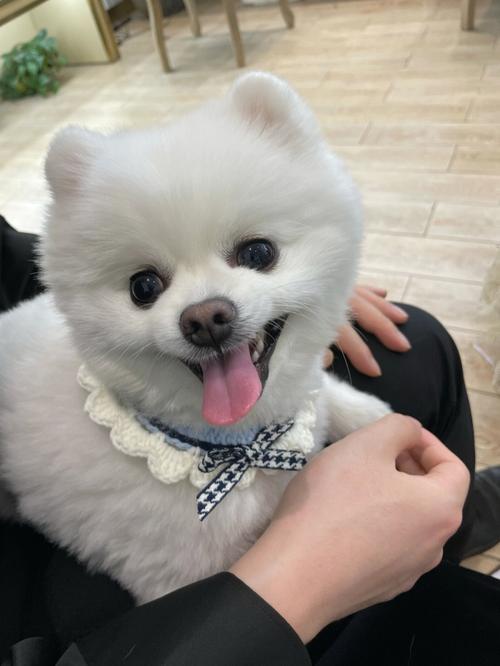 博美幼犬经常咬东西