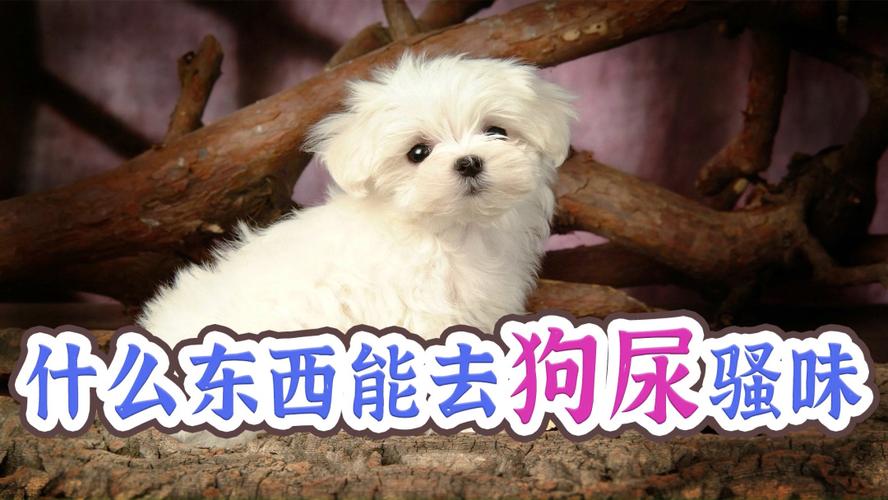 狗尿味除去用什么东西