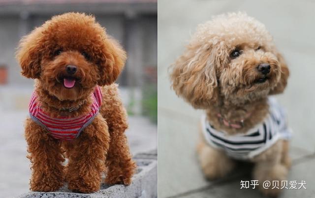 泰迪几个月开始磨牙 怎样训练