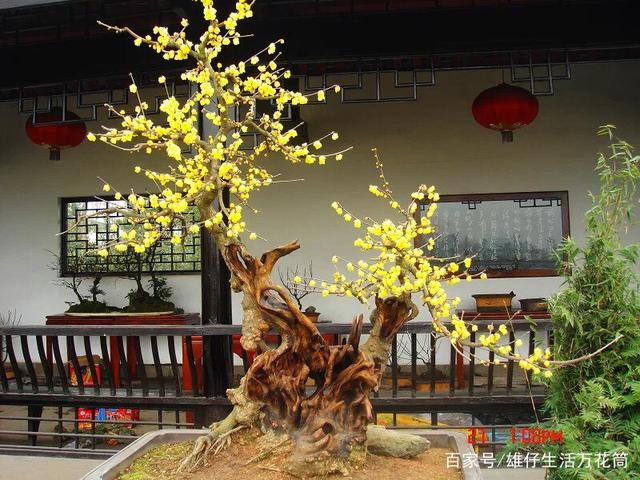 梅花盆栽种植方法