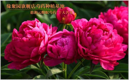 牡丹和芍药怎么栽培