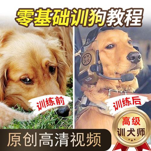 狗训练教材
